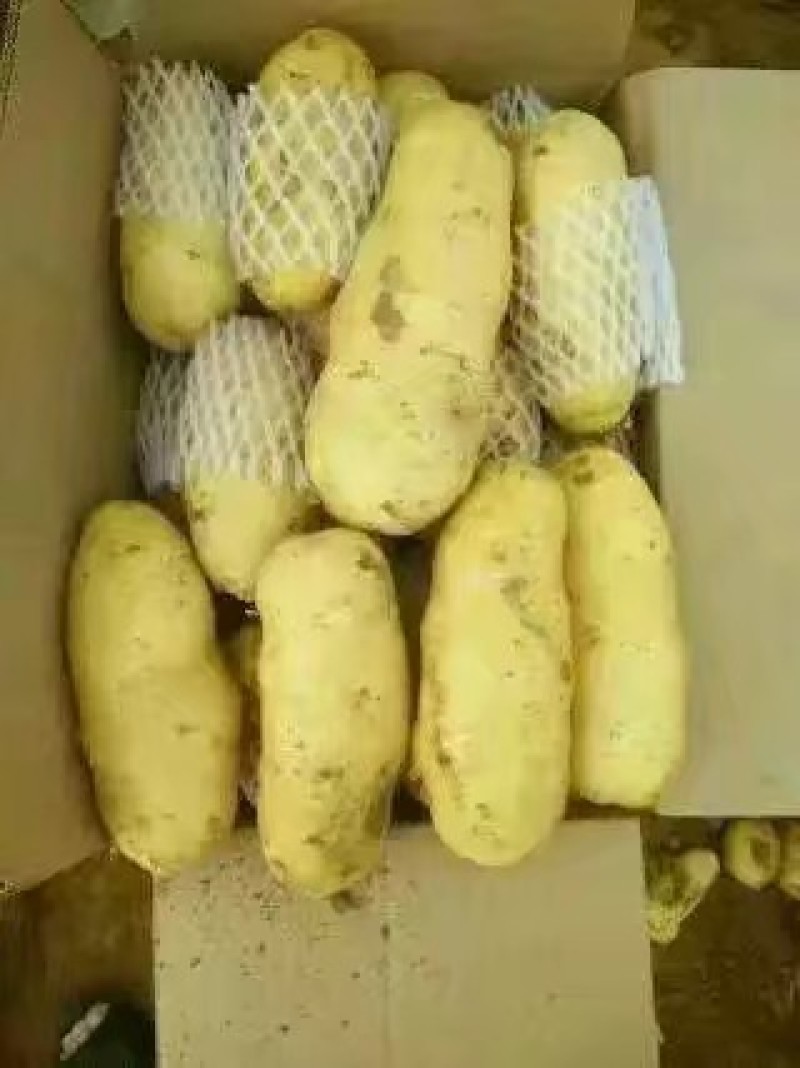 荷兰十五土豆山东荷兰十五土豆鲜货货源充足质量好价格美丽