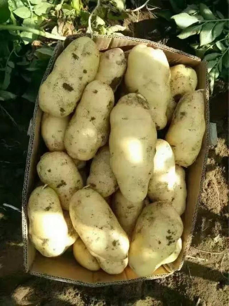 荷兰十五土豆山东荷兰十五土豆鲜货货源充足质量好价格美丽