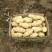 荷兰十五土豆山东荷兰十五土豆鲜货货源充足质量好价格美丽