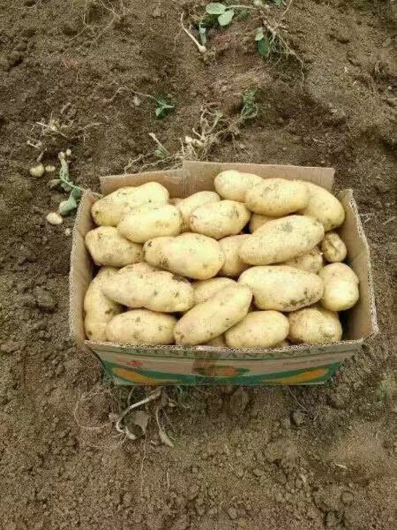 荷兰十五土豆山东荷兰十五土豆鲜货货源充足质量好价格美丽