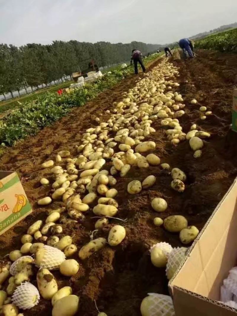 荷兰十五土豆山东荷兰十五土豆鲜货货源充足质量好价格美丽
