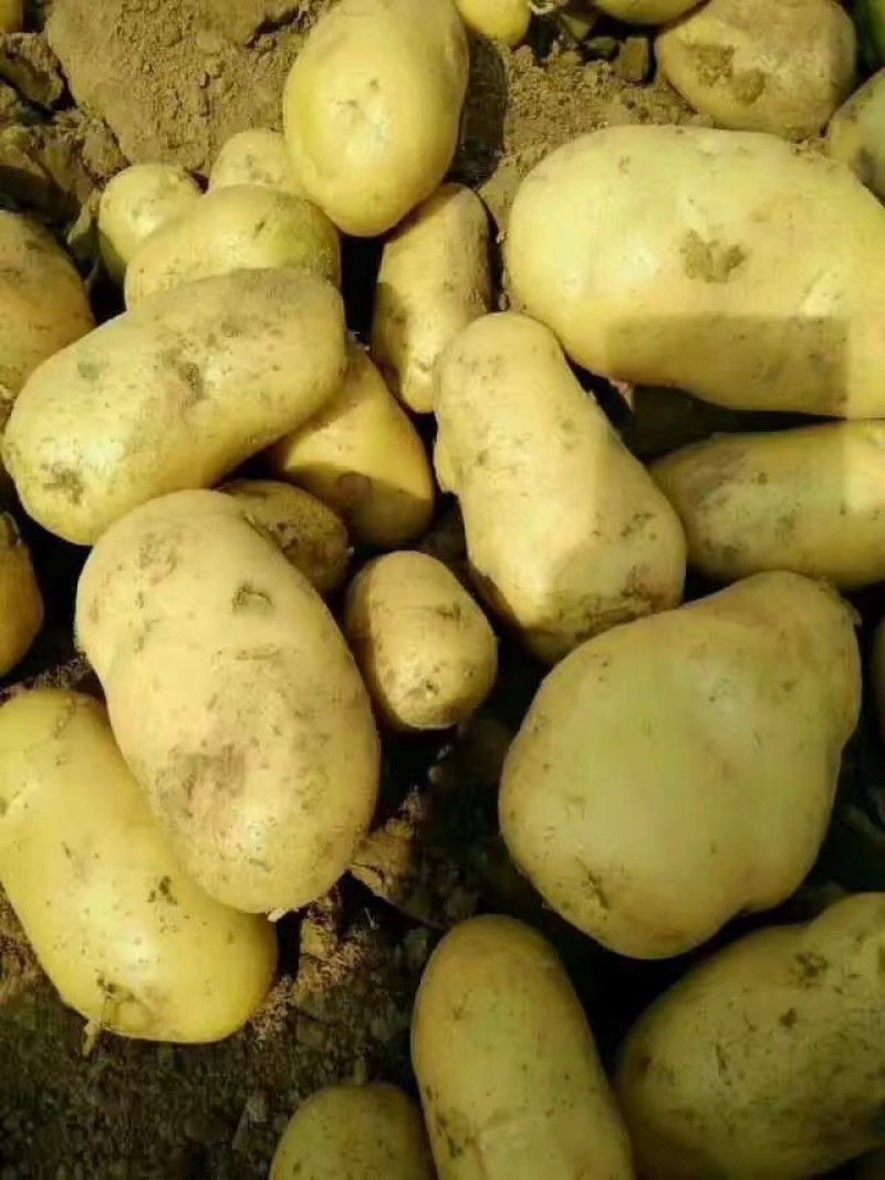 荷兰十五土豆山东荷兰十五土豆鲜货货源充足质量好价格美丽