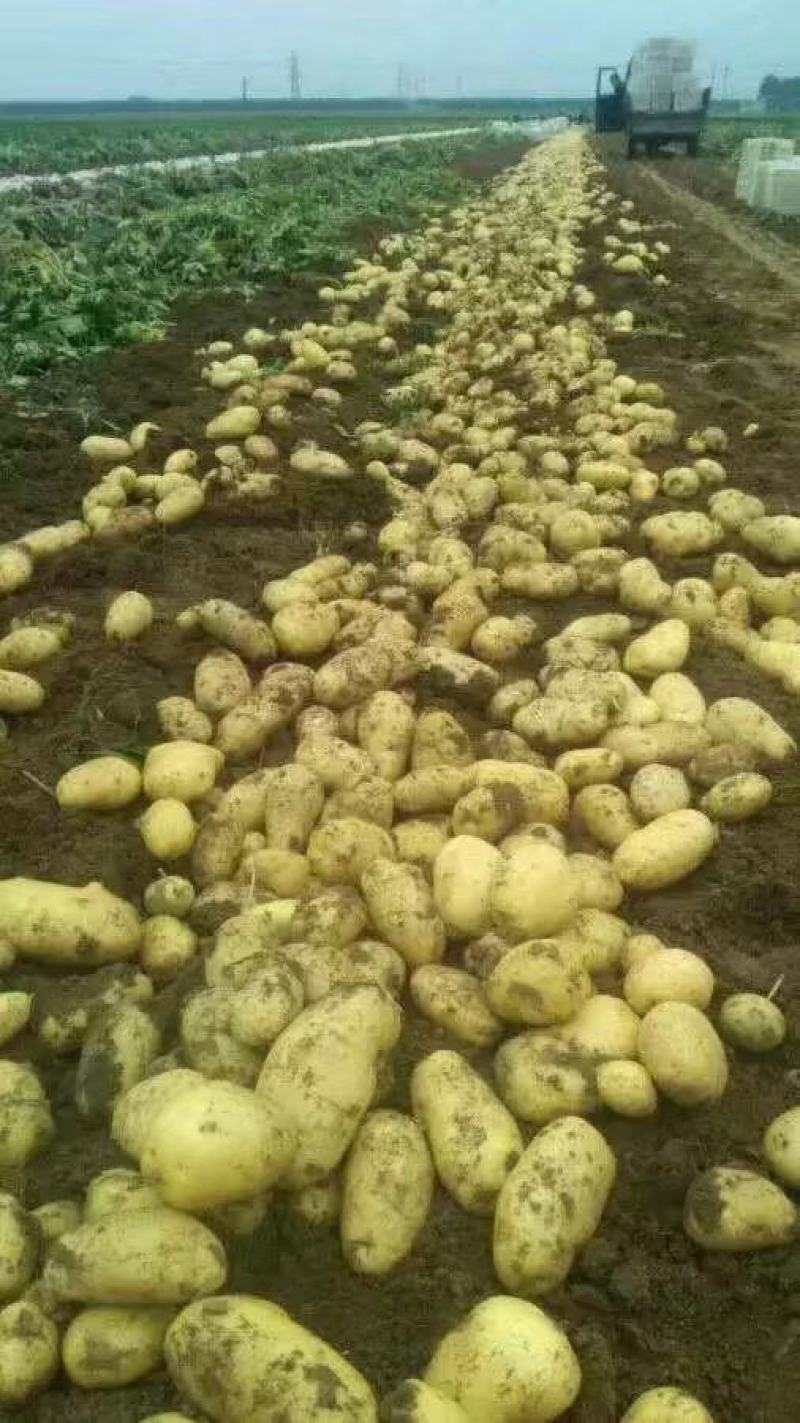 荷兰十五土豆山东荷兰十五土豆鲜货货源充足质量好价格美丽