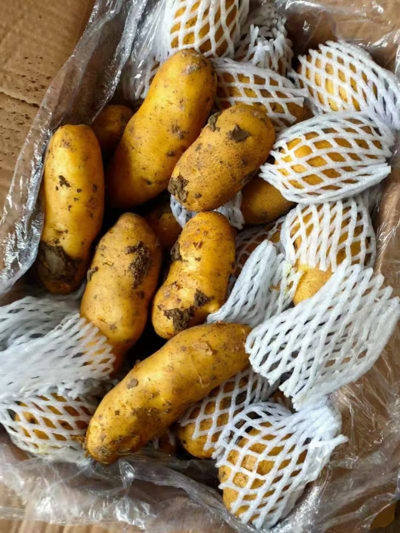 荷兰十五土豆山东荷兰十五土豆鲜货货源充足质量好价格美丽