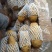 荷兰十五土豆山东荷兰十五土豆鲜货货源充足质量好价格美丽