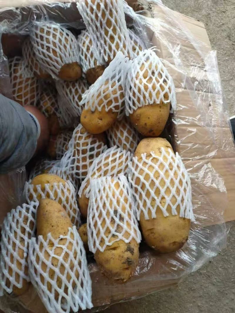 荷兰十五土豆山东荷兰十五土豆鲜货货源充足质量好价格美丽