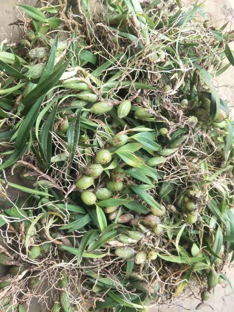 双叶小果石橄榄