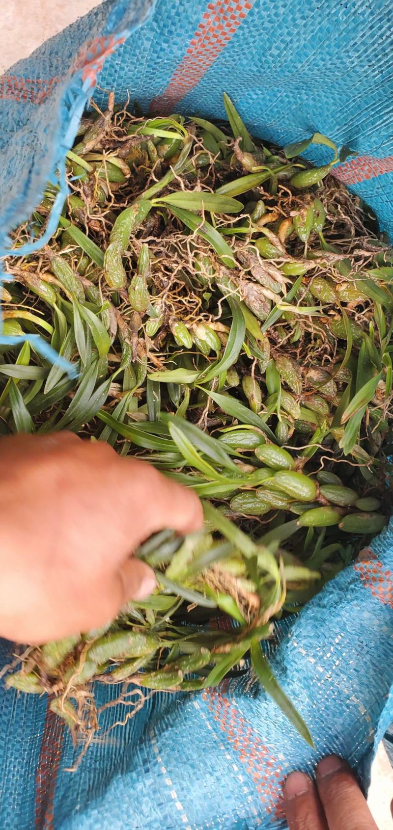 双叶小果石橄榄