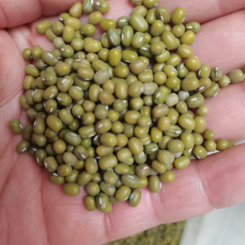 批发进口明绿豆东北明绿豆毛绿豆煮粥，熬绿豆汤易烂