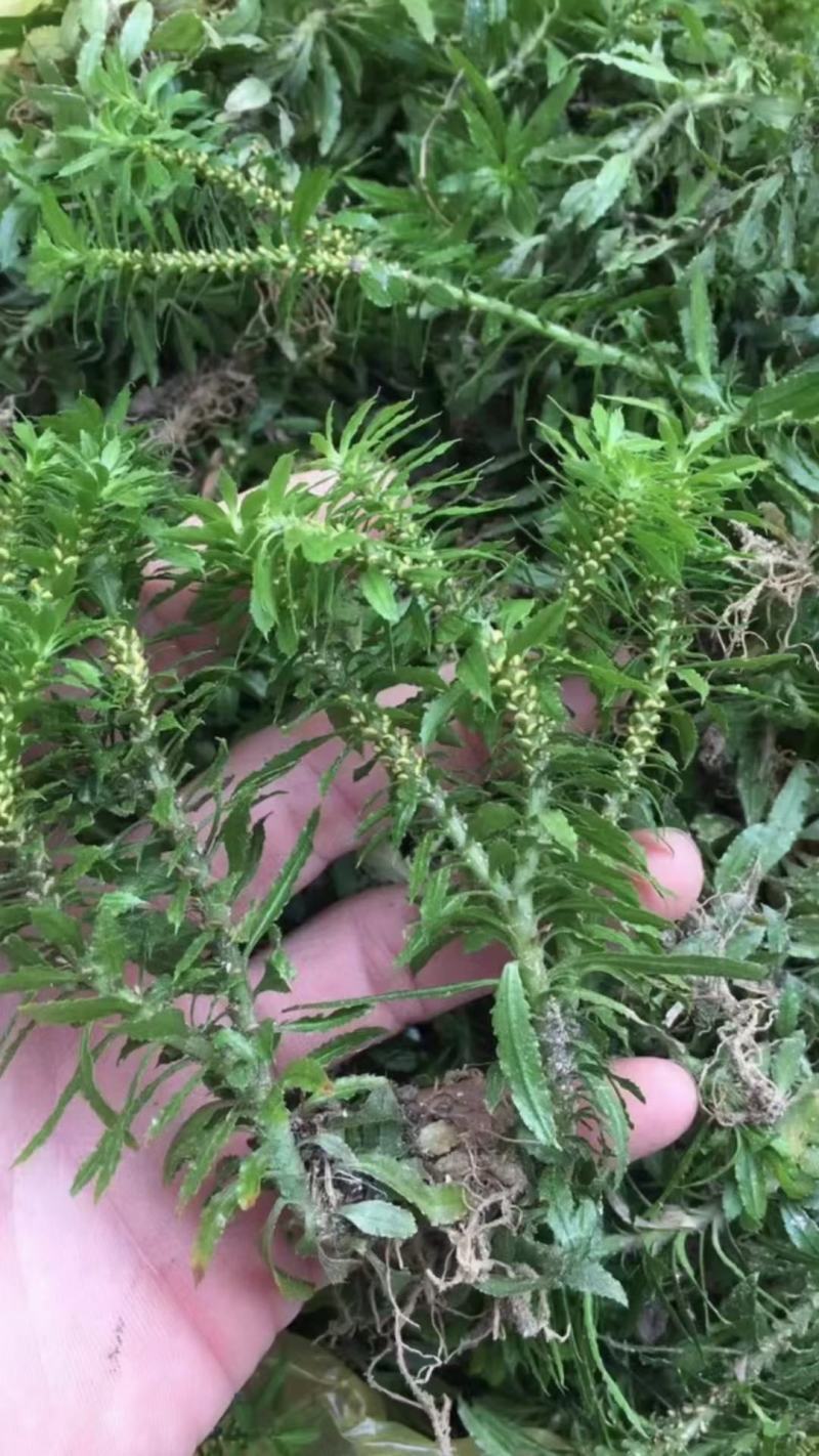 广西十万大山千层塔深山老林现采野生千层塔大叶小叶都有