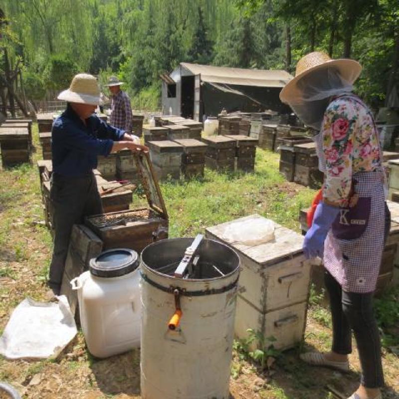 大量供应中蜂蜜荔枝龙眼蜜