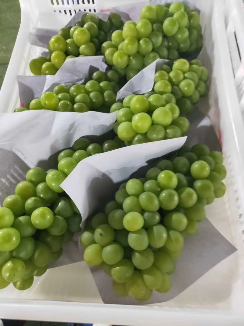 优质醉金香葡萄果肉饱满晶莹剔透产地直发保质保量