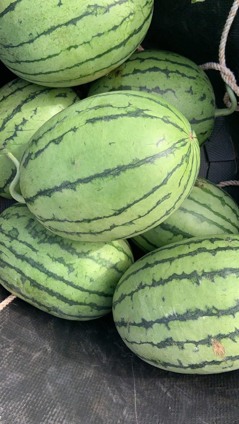 拿比特西瓜