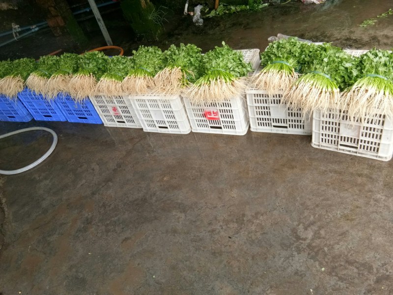 香菜（新鮮香菜现货）