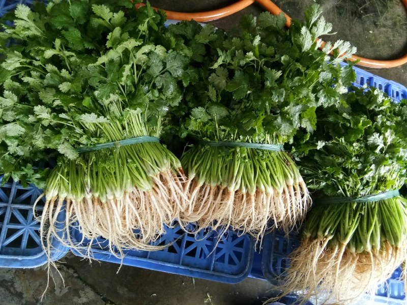 香菜（新鮮香菜现货）