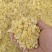 熟玉米熟玉米，熟玉米，熟玉米。