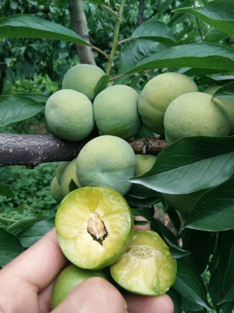 茂县青脆李个头大口感好，脆甜多汁，耐运输，