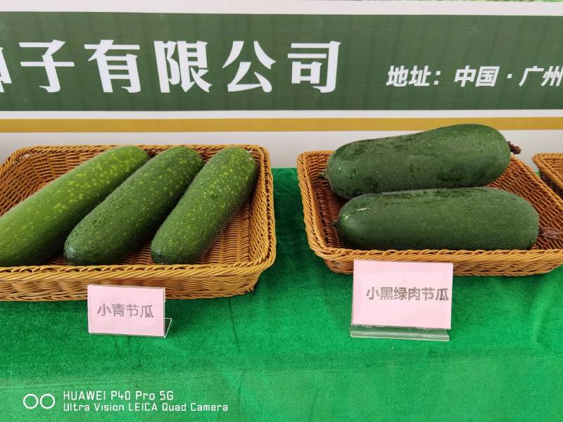 黑皮小冬瓜小黑绿肉节瓜种子肉质脆绿抗性强产量高