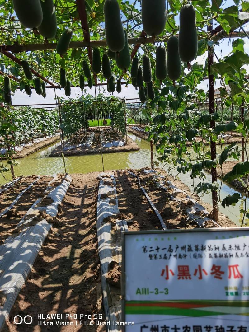 黑皮小冬瓜小黑绿肉节瓜种子肉质脆绿抗性强产量高