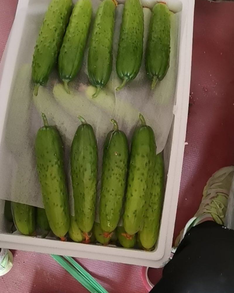 大刺旱黄瓜，本合作社常年代收代办大刺旱黄瓜，水果黄瓜