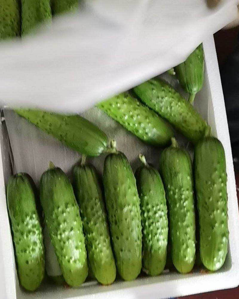 大刺旱黄瓜，本合作社常年代收代办大刺旱黄瓜，水果黄瓜