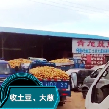 平度拱棚土豆，价格美丽，大量有货，欢迎骚扰～