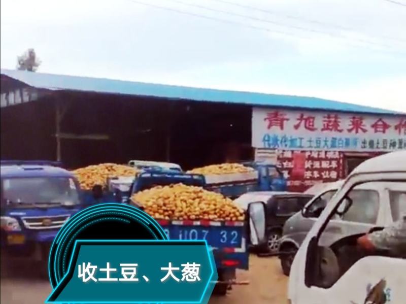 平度拱棚土豆，价格美丽大量有货～