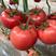 寿光市西红柿苗，一级苗，产量高，口感好，高抗病毒
