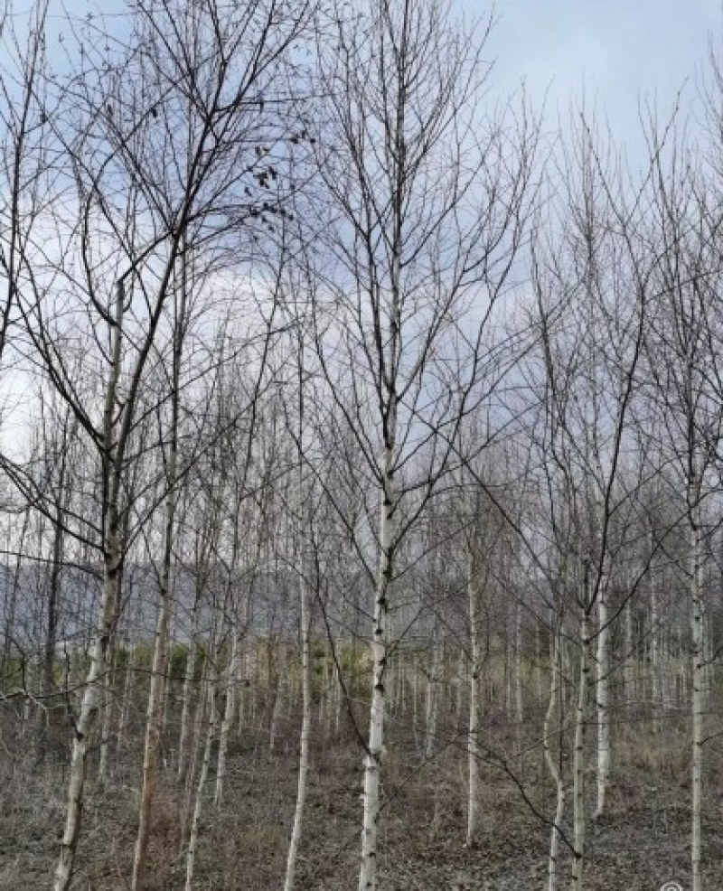 白桦树，甘肃本地货源