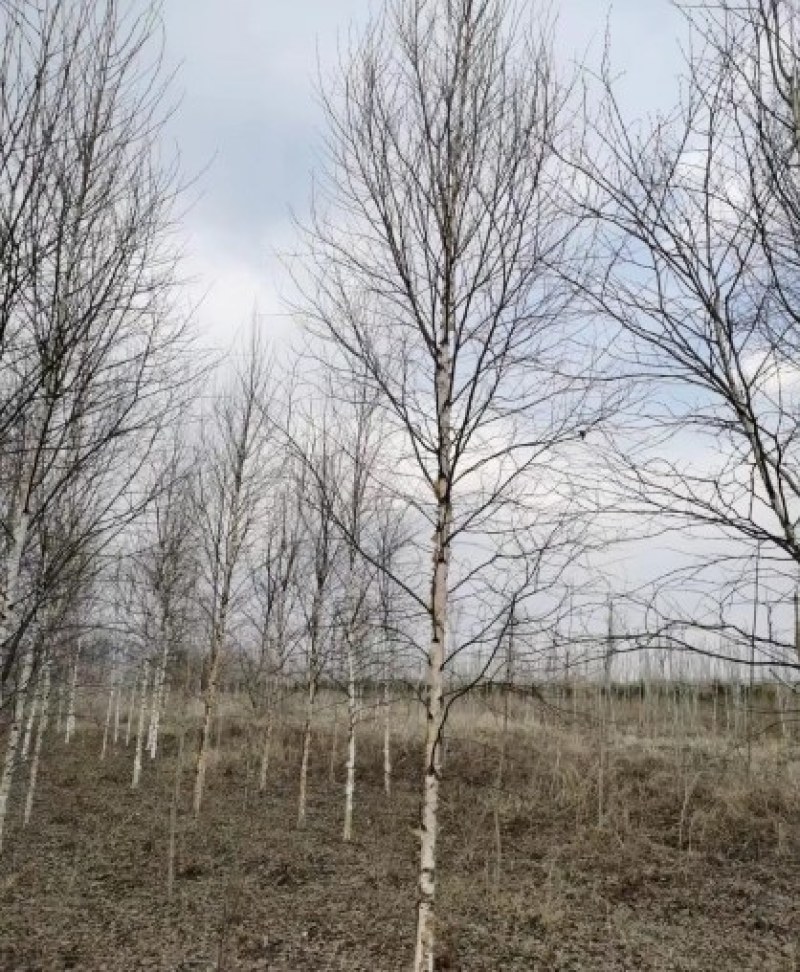 白桦树，甘肃本地货源