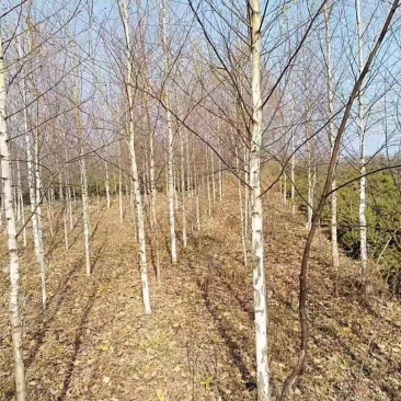 白桦树，甘肃本地货源