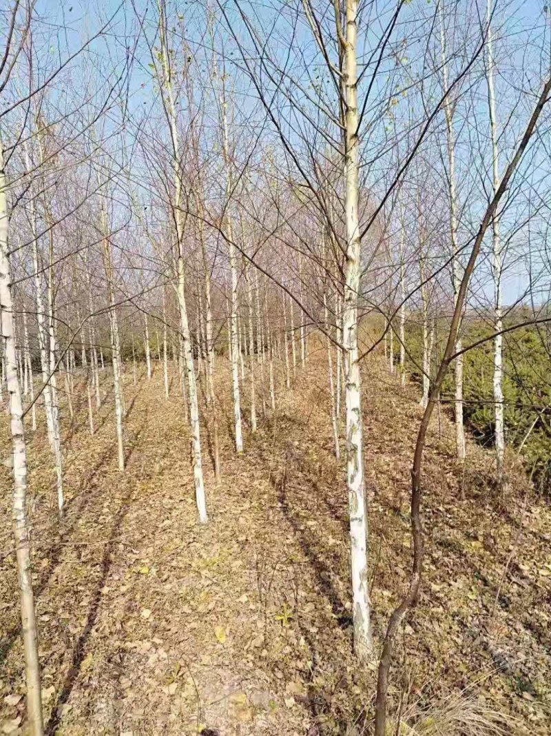 白桦树，甘肃本地货源