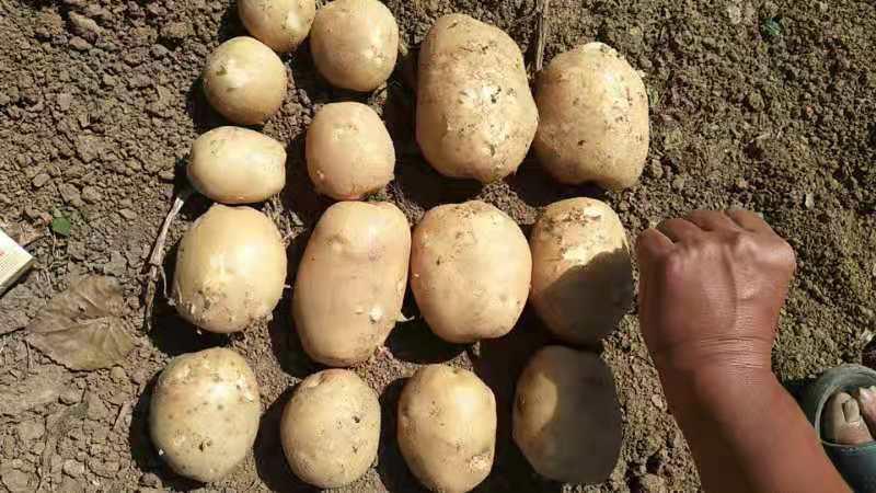 土豆荷兰15实验1沃土土豆500亩请联系。