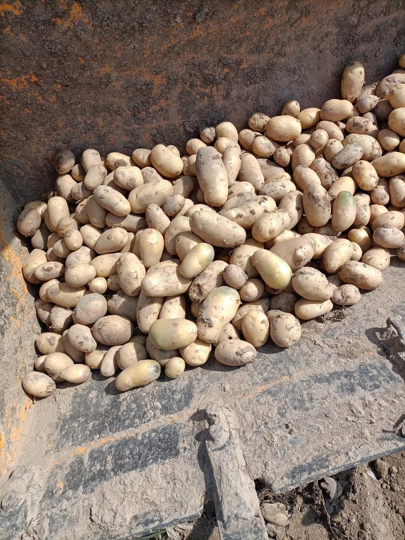 土豆荷兰15实验1沃土土豆500亩请联系。