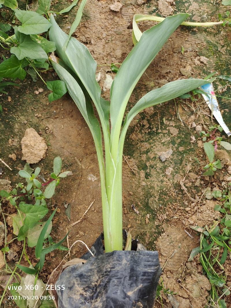 美人蕉美人蕉基地花叶紫叶绿叶红花黄花