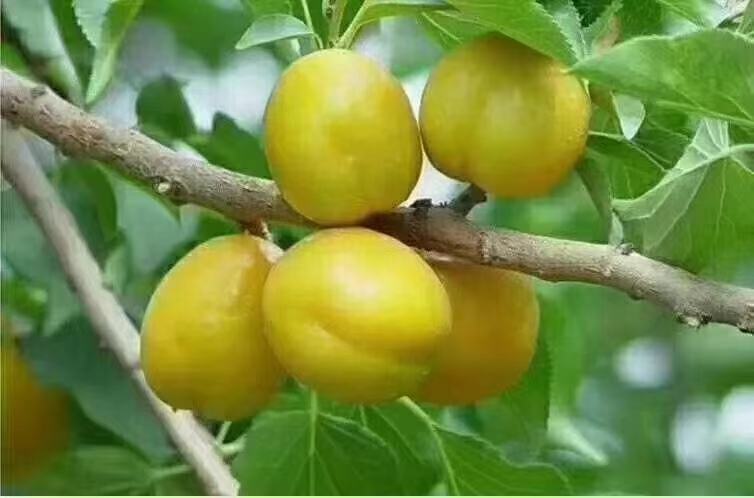 轮台小白杏梨成熟果实特写