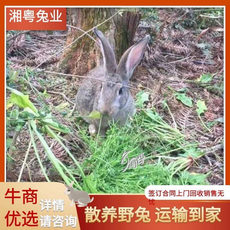 湖南兔子杂交比利时种兔新西兰肉兔兔子养殖回收包技术