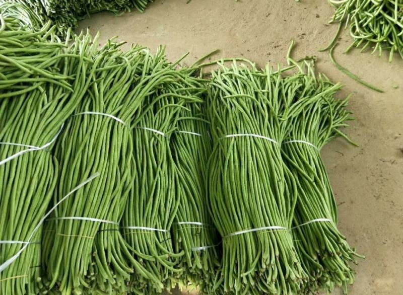 长豆角/豇豆，精品长豆角，长豆角大量上市，产地直供