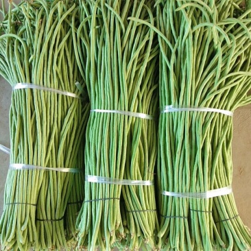 长豆角/豇豆，精品长豆角，长豆角大量上市，产地直供