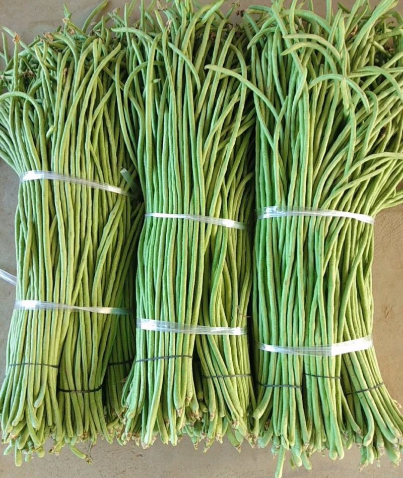 长豆角/豇豆，精品长豆角，长豆角大量上市，产地直供