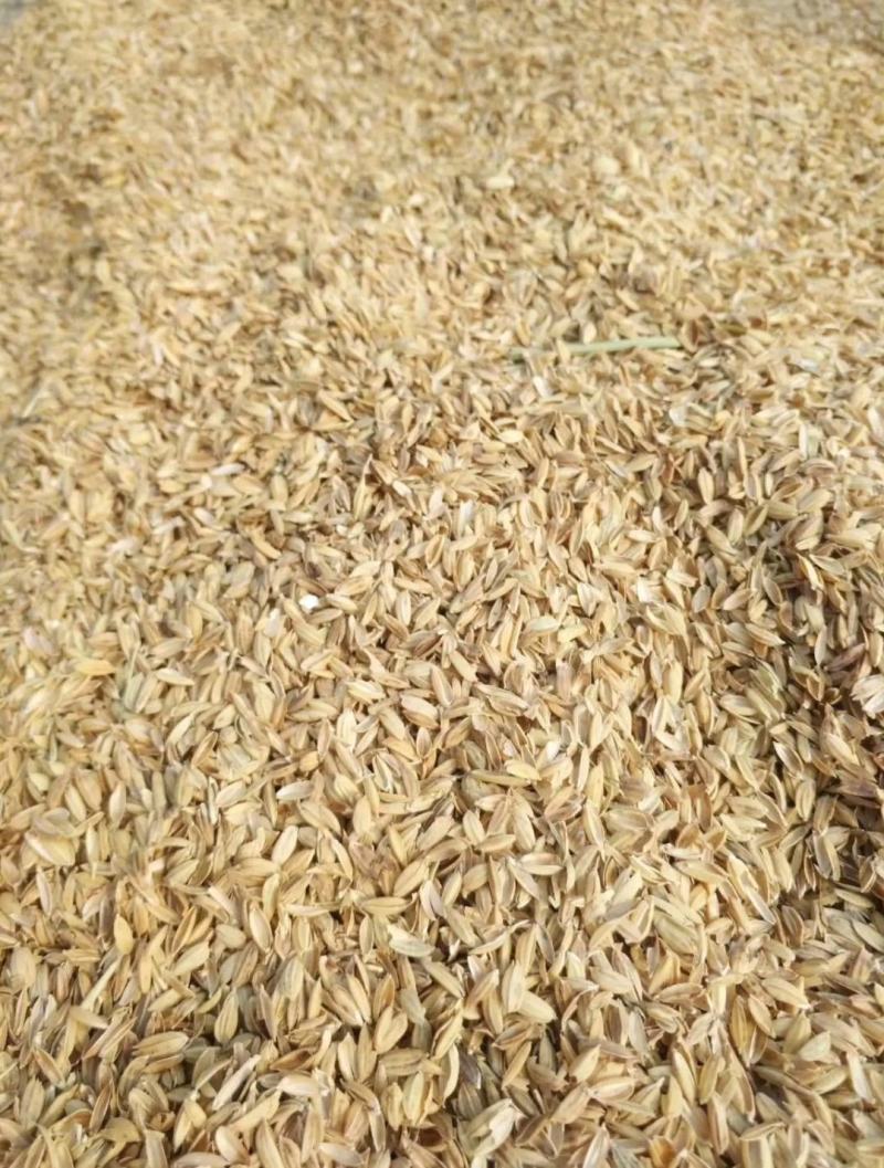 每天都是新加工的稻壳