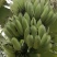 新鲜香蕉/广东湛江粉蕉/小米蕉/苹果蕉1.5元/斤