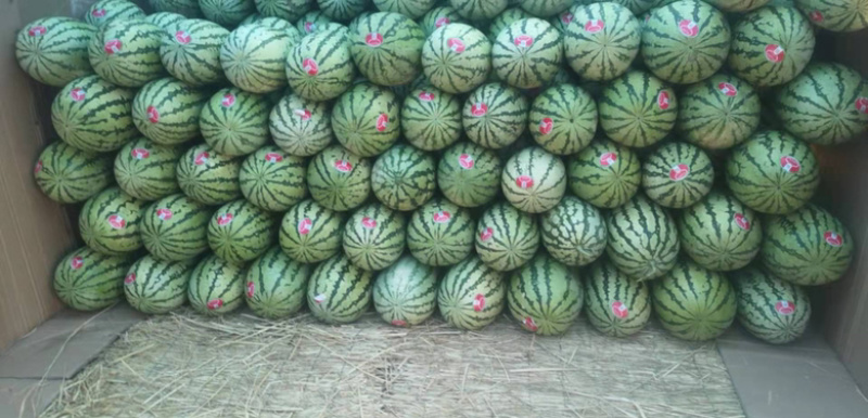 【精品】宁夏硒砂瓜保质保量包熟包甜欢迎来电咨