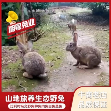 湖南兔子杂交野兔比利时种兔放养肉兔兔子养殖回收包成活率