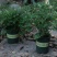 驱蚊草室内防蚊绿植香草香叶天竺葵驱虫避蚊
