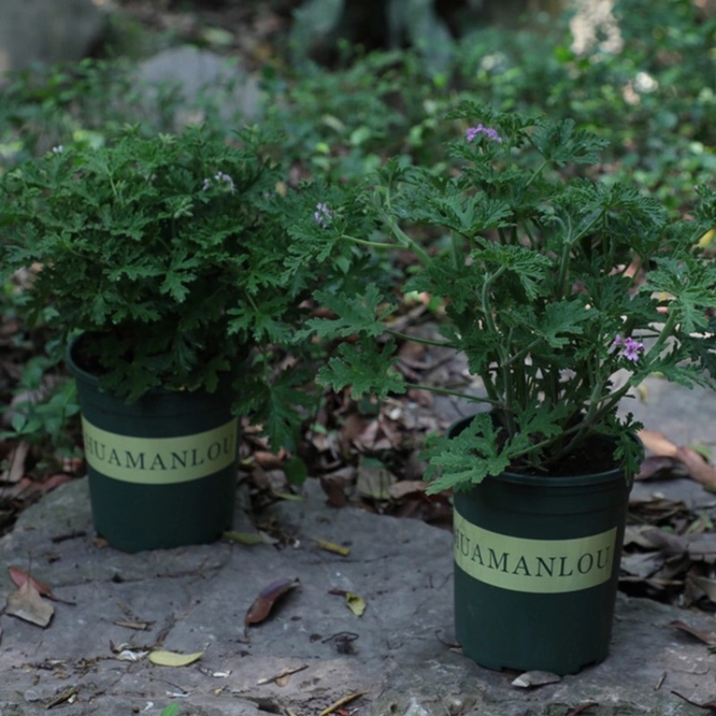 驱蚊草室内防蚊绿植香草香叶天竺葵驱虫避蚊