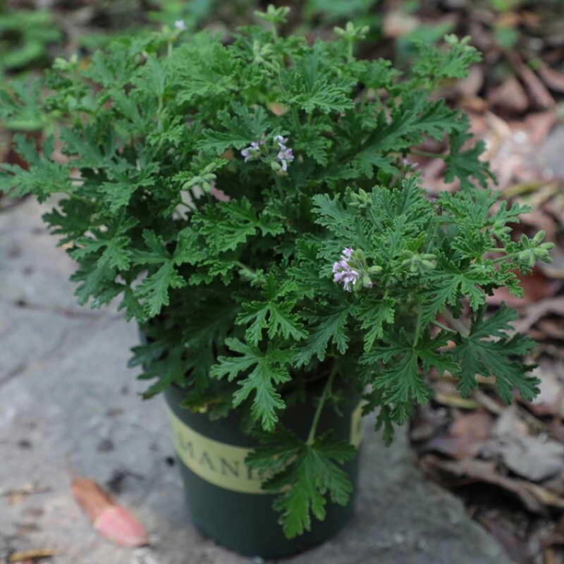 驱蚊草室内防蚊绿植香草香叶天竺葵驱虫避蚊