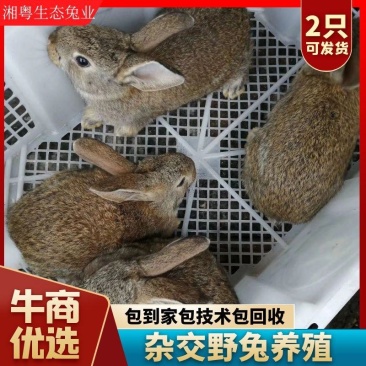 幼兔肉兔种兔杂交种野兔养殖满月兔崽肉兔草兔山地兔麻兔白兔