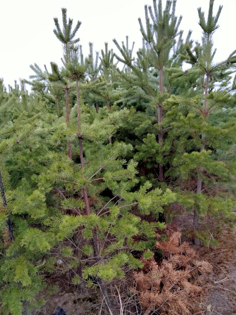 樟子松，两米樟子松。甘肃旱地苗成活率高。