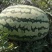 【推荐】宁夏西瓜宁夏量大从优包熟包甜欢迎来电咨